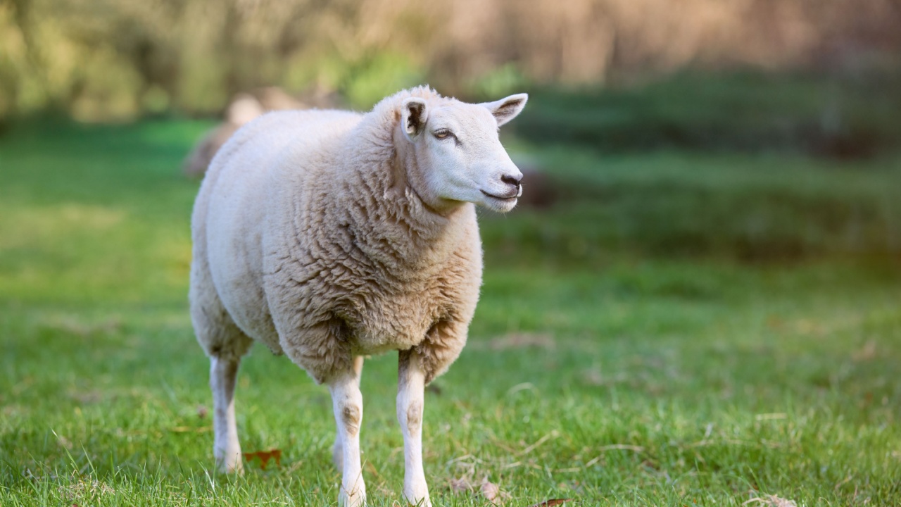A sheep with a thick, woolly coat stands on a grassy field, facing slightly to the right, with a blurred background of natural greenery.