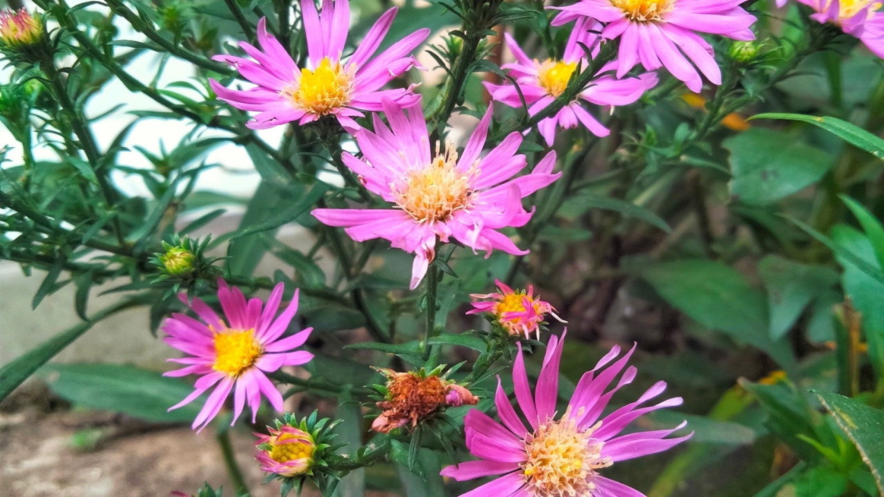 Asters (Aster spp.) a beautiful flowering plant with bright purple or pink daisy-like flowers that have yellow centers.