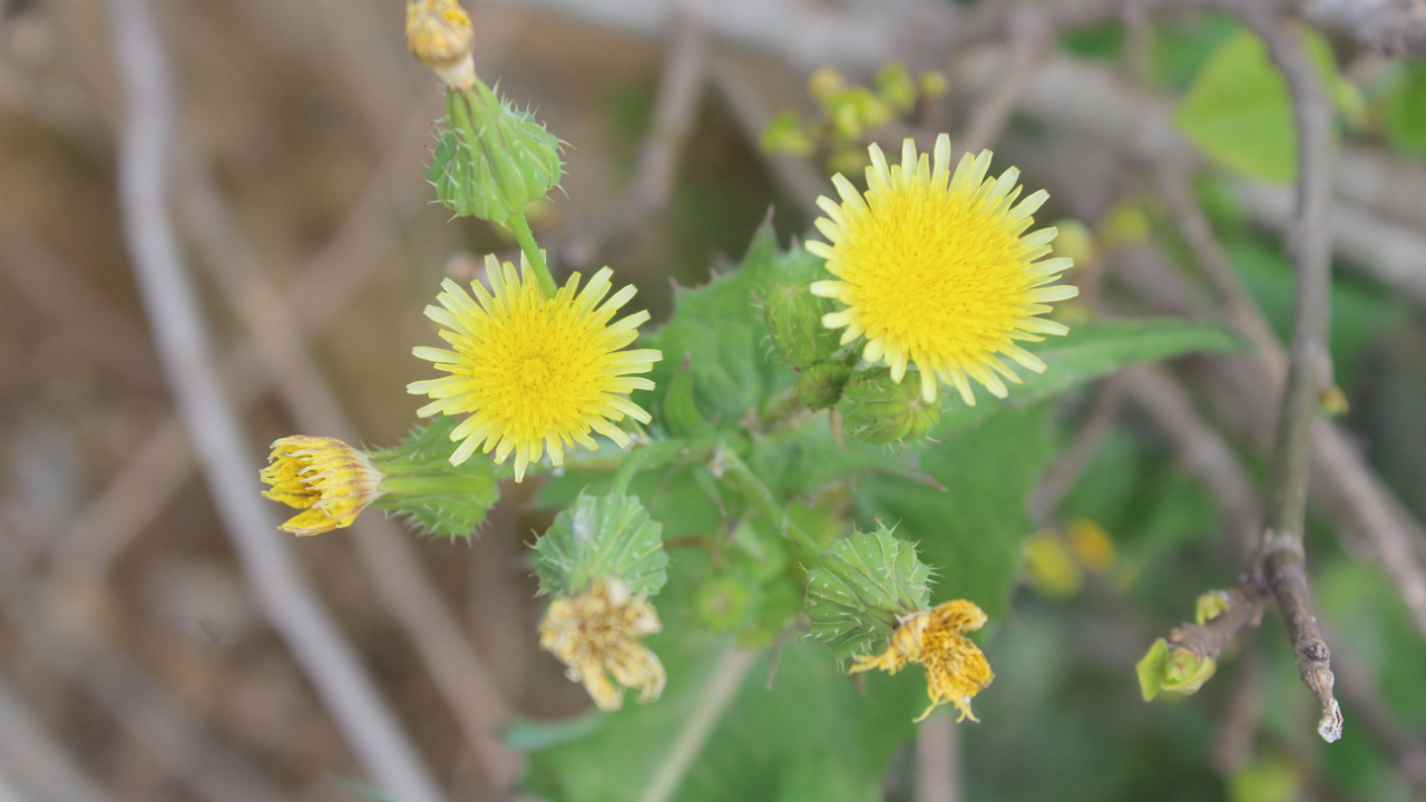 Spiny sowthistle, Sonchus asper or Sonchus oleraceus