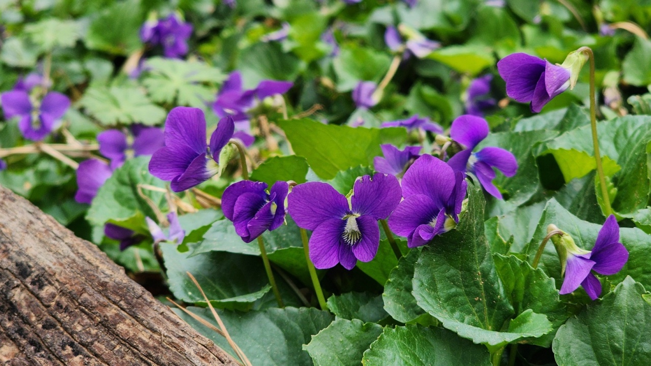 The common blue violet (Viola sororia) is a low-growing perennial native to central and eastern North America. It's known for its heart-shaped leaves and blue-violet flowers with white centers. 