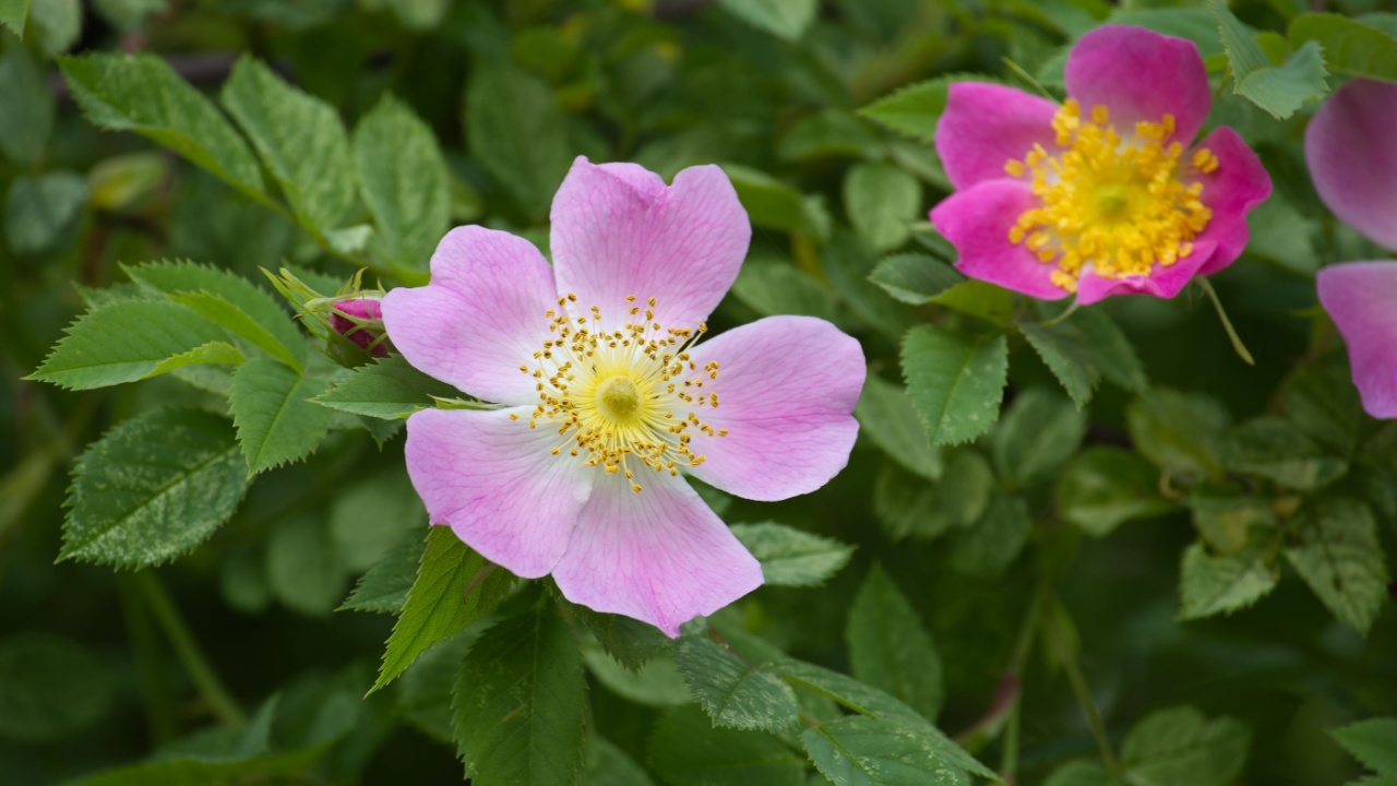 Close-up of two Nootka rose blossoms, one light pink and the other fuchsia, surrounded by green foliage in their natural habitat.