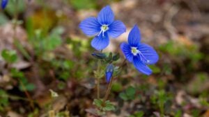 Veronica chamaedrys or germander speedwell blue flower