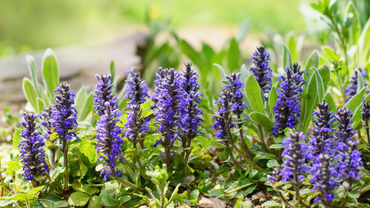 Ajuga, Bugleherb or Bugleweed (Ajuga reptans) in the spring garden