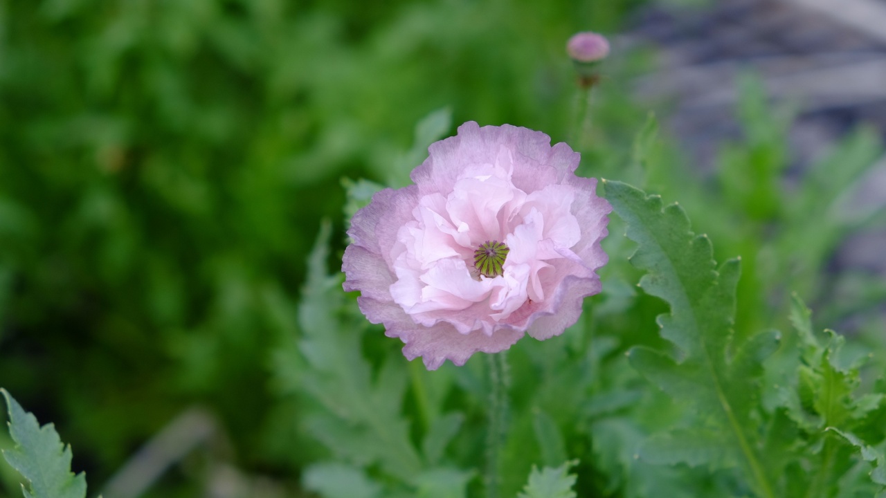 In early spring, a graceful Papaver spp. blooms in a Taiwanese garden, showcasing soft pink and purple petals with delicately ruffled edges, adding elegance to the vibrant scenery.