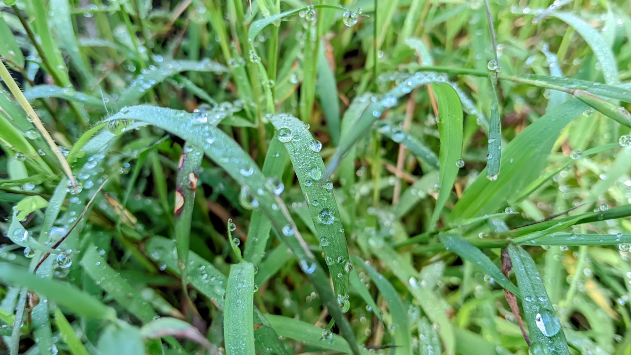 Quackgrass plant appearance, a familiar type of grass, with dewy conditions on a beautiful morning 