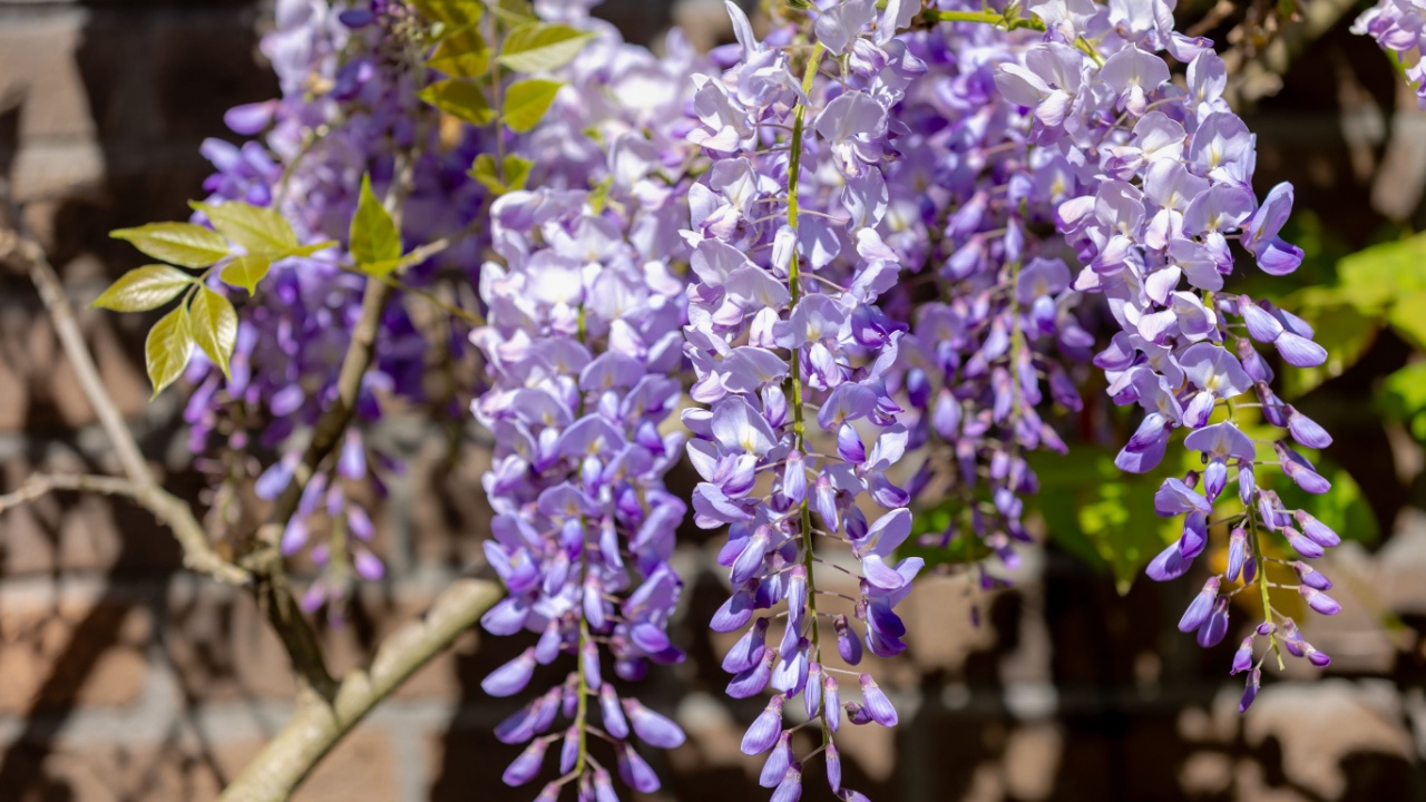 Selective focus of purple flowers Wisteria sinensis or Blue rain, Chinese wisteria is species of flowering plant in the pea family, Its twisting stems and masses of scented flowers in hanging racemes.