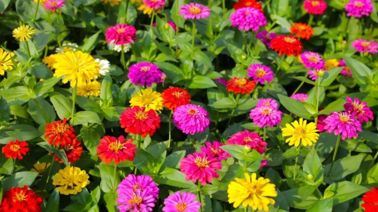 Colorful zinnias in full bloom brightens the garden