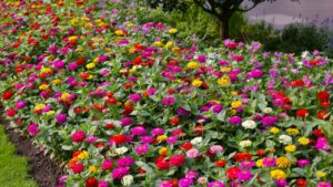 Colorful zinnias in full bloom