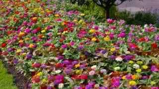 Colorful zinnias in full bloom