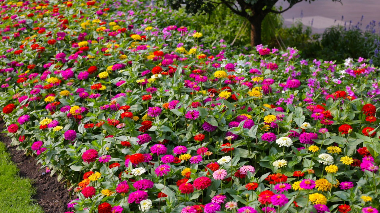 Colorful zinnias in full bloom