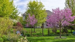 Spring flowering eastern redbud trees burst with pink and green foliage in a peaceful suburban backyard, capturing fresh growth, seasonal renewal, and a serene residential garden landscape.