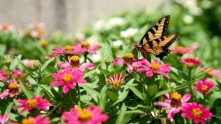 A closeup of an Eastern tiger swallowtail butterfly on beautiful pink Zinnia flowers in a garden