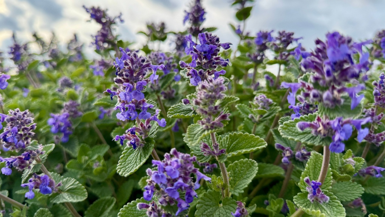A vibrant close-up of blooming purple catmint (Nepeta) flowers with lush green leaves, captured under a cloudy sky