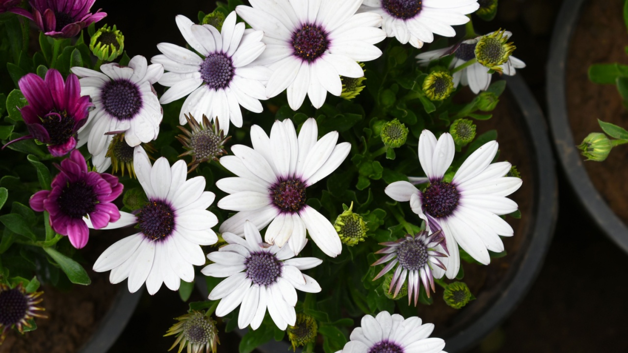 White flowers Osteospermum ecklonis African Daisy Cape Marguerite, White Cape Marguerite Daisy flower closeup, a floral display of White Cape Marguerite Daisy flowers with purple Capitulum, closeup