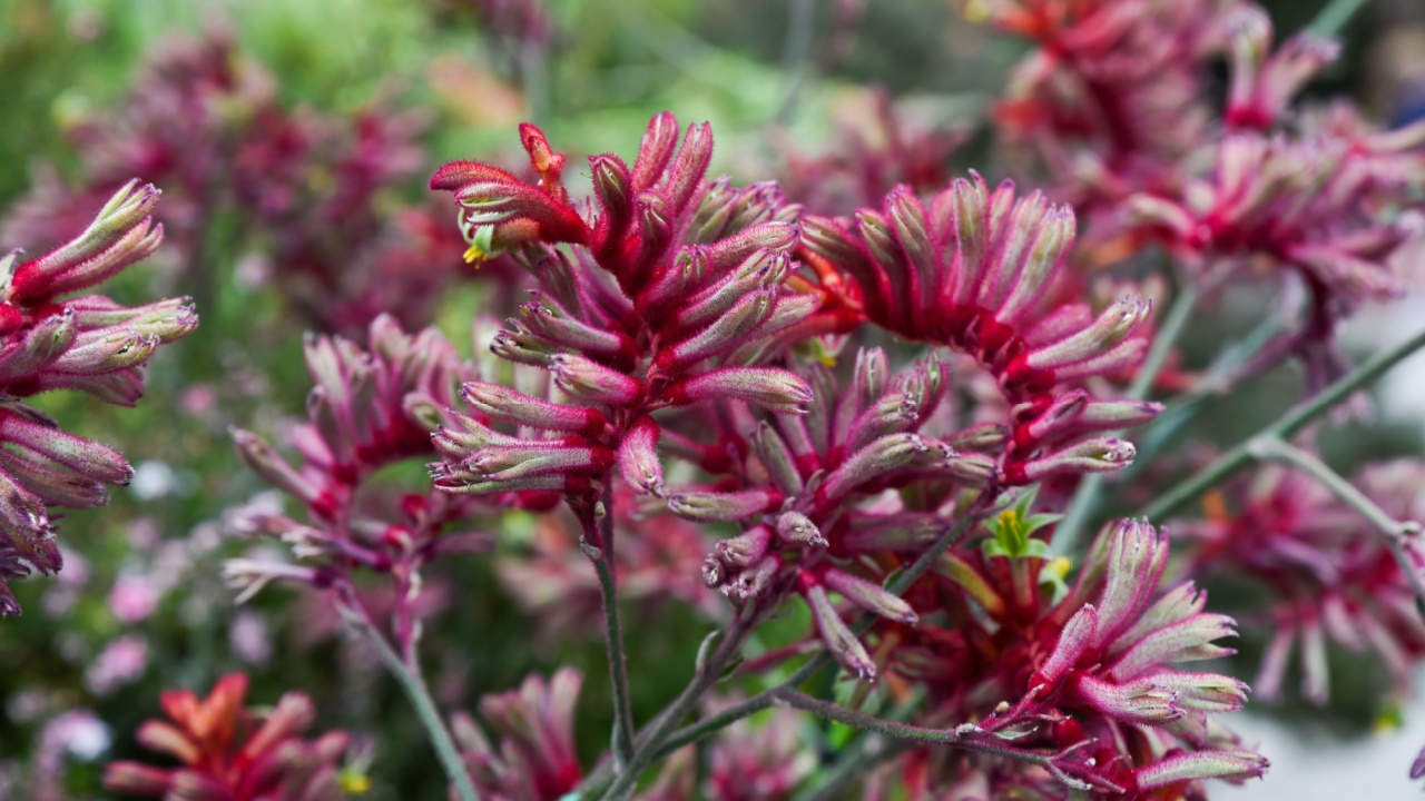 Vibrant red-pink Anigozanthos flavidus, also known as kangaroo paw or Evergreen Kangaroo Paw. Unique tubular flowers, tropical garden plant in Singapore
