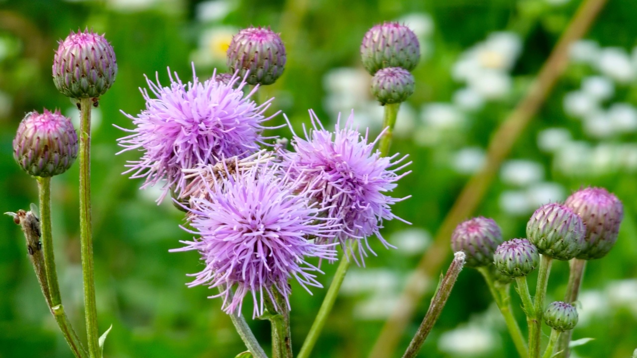 Flowering bush of pink sows Cirsium arvense in a natural environment, among wild flowers. Creeping Thistle Cirsium arvense blooming in summer. Violet flowers on meadow, focus on flower in front.