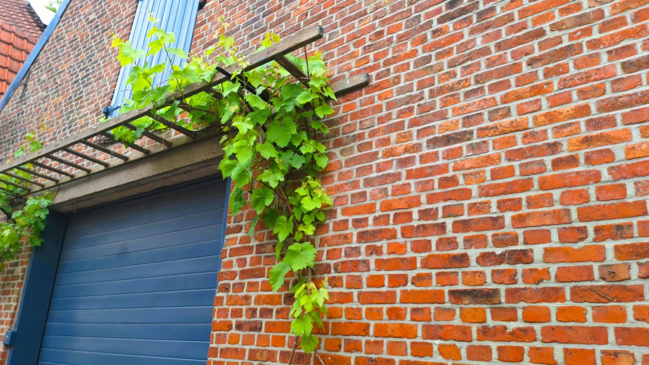 Image of an old wooden ladder being used to train a grape vine over a blue garage door entrance on a red brick house in Europe. Clever idea of recycling old ladder to hang a plant vine over image.