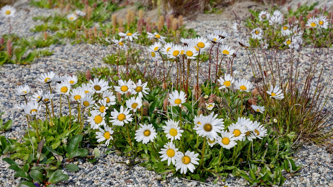 Chrysanthemum arcticum. Perennial stunted species Chrysanthemum, which grows in the northern regions of Europe, America and Asia.