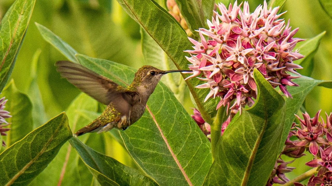 Broad-tailed hummingbird feeding on nectar from a showy milkweed blossom.