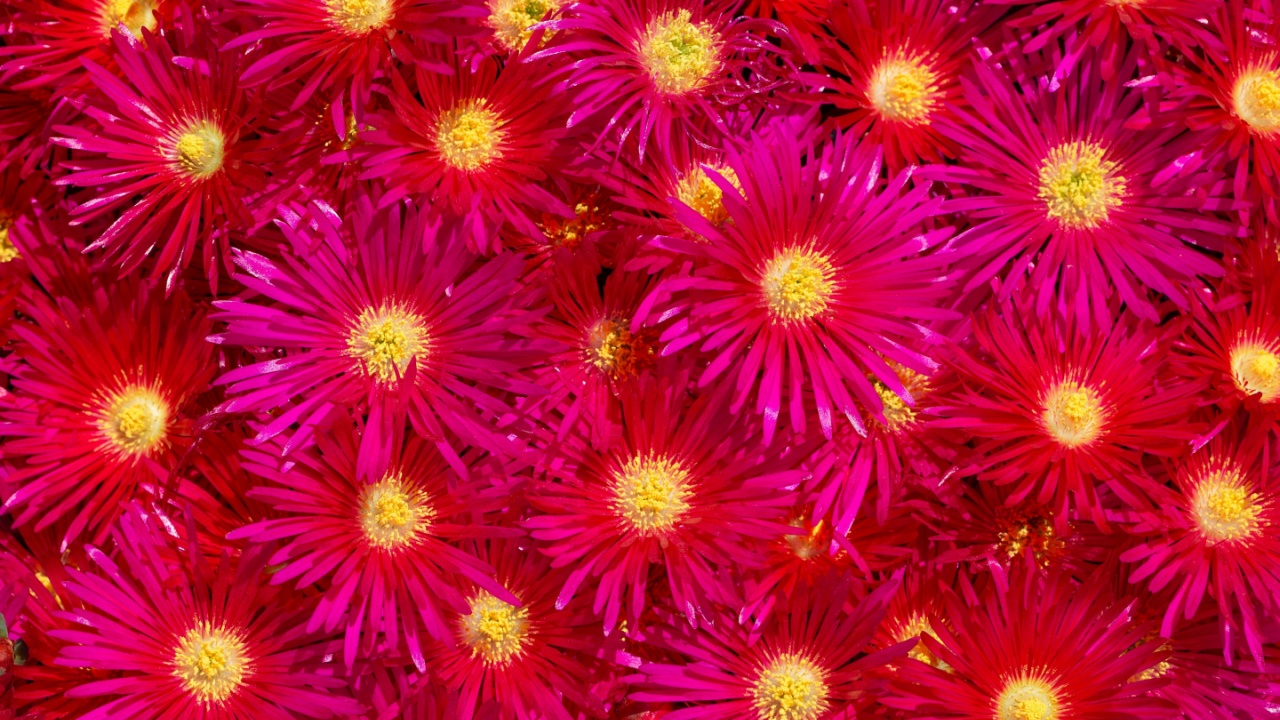Close-Up Macro Outdoor Real Blooming Pink Flower Hardy Ice Plant, Wheels of Wonder Fire, Delosperma cooperi, Vibrant, Deep Purplish-Pink, Daisy-Like Flowers