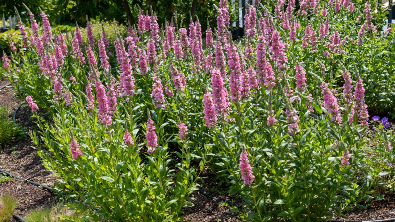 Blooming pink penstemons (Penstemon sp.) in a sunny garden bed with drip irrigation. Vertical flower spikes create a vibrant and structured landscape feature.