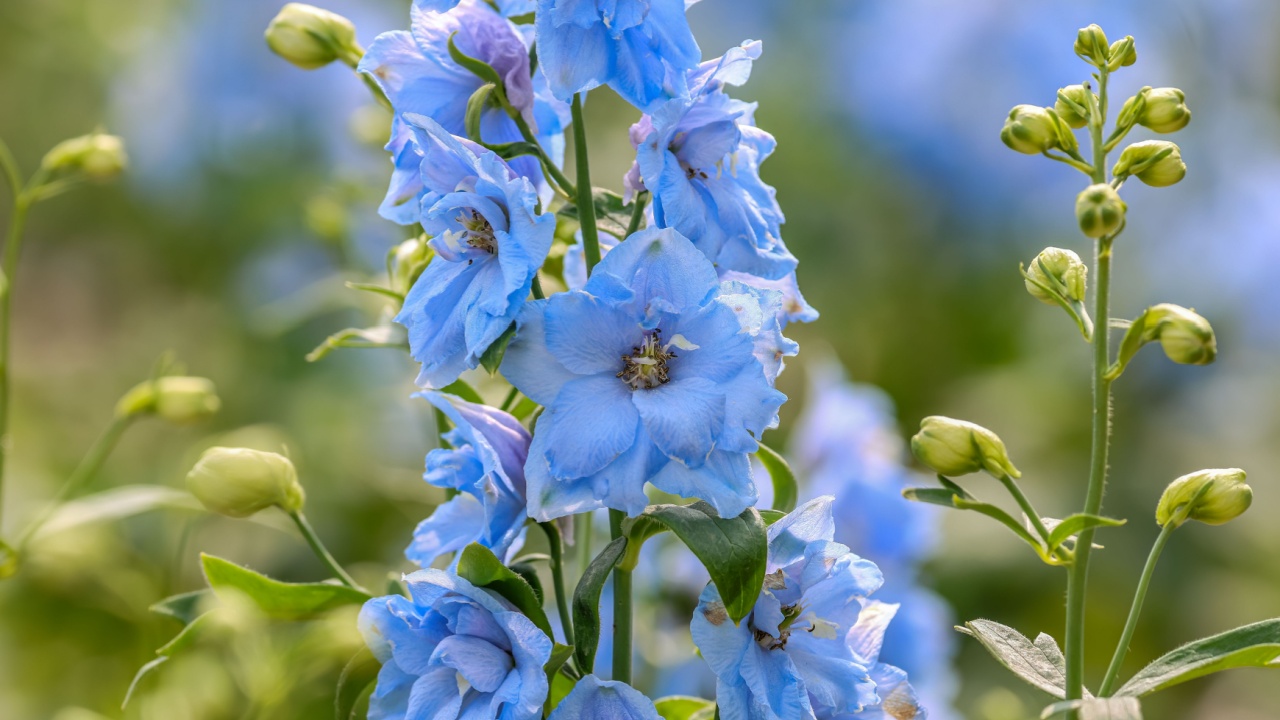Delphinium elatum is a species of flowering plant in the buttercup family Ranunculaceae, known by the common names alpine delphinium, bee larkspur, or candle larkspur.