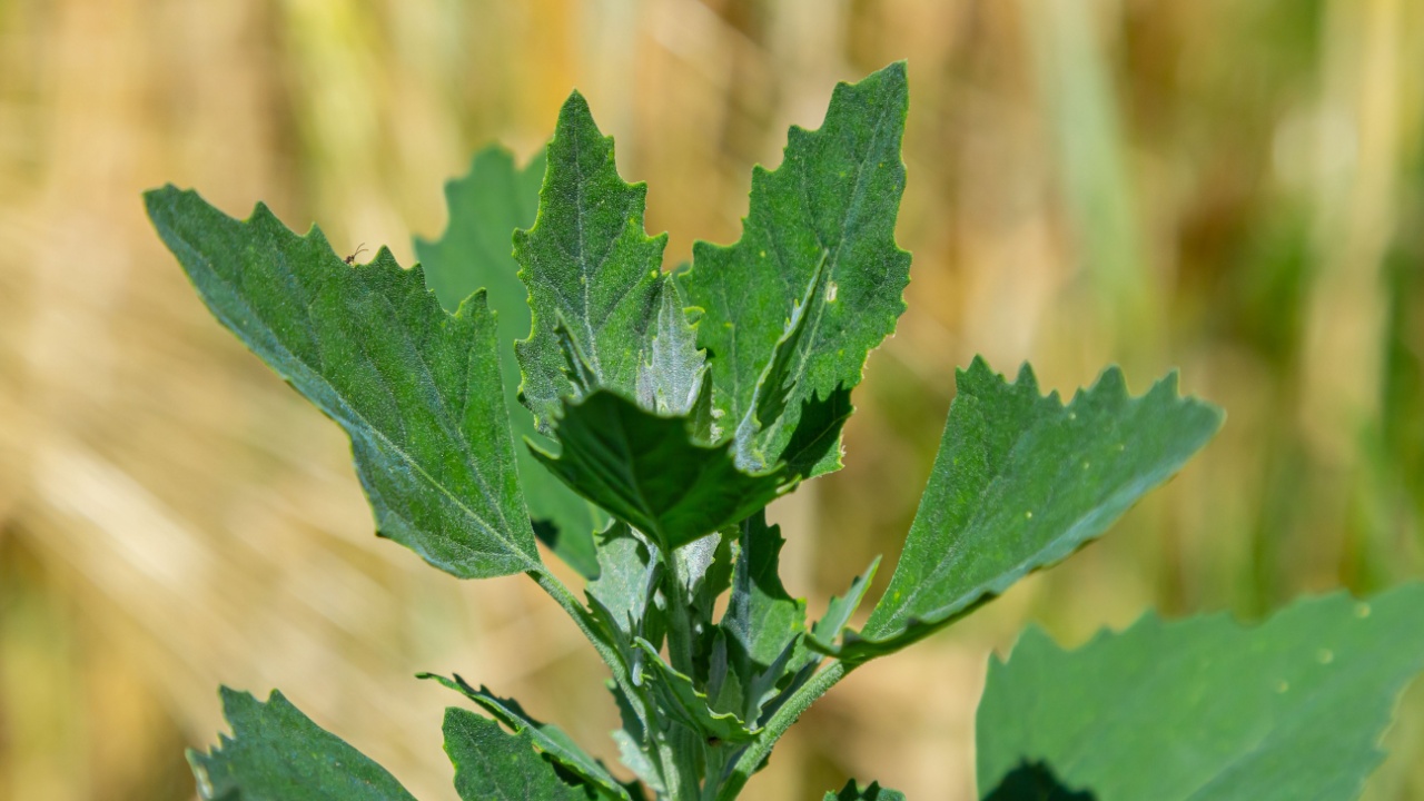 Chenopodium album, edible plant, common names include lamb's quarters, melde, goosefoot, white goosefoot, wild spinach, bathua and fat-hen.
