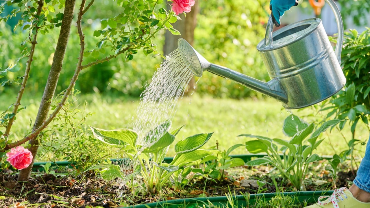 Woman with watering can watering plants in backyard garden, bushes Hydrangea Hosta Rose