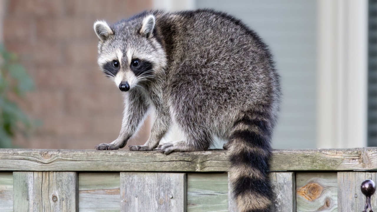 This raccoon was looking for food in the backyard.