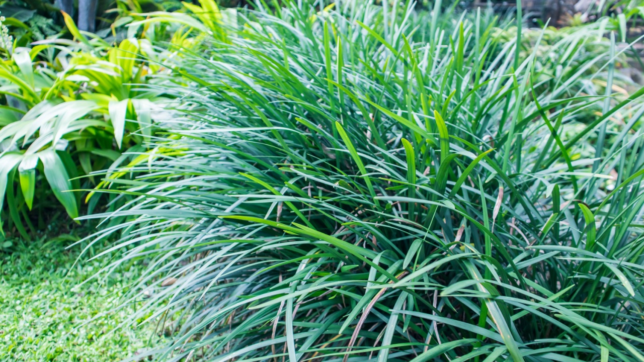 Liriope spicata is a species of flowering plant in the family Asparagaceae.It is sometimes referred to by the common names creeping lilyturf, creeping liriope, lilyturf, and monkey grass