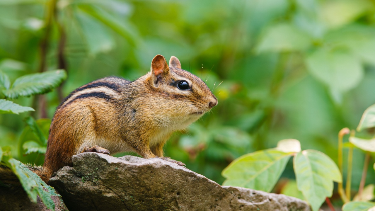 Eastern Chipmunk perched on rock ledge