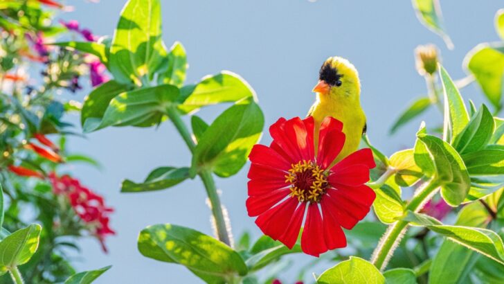 18 Plants to Attract Goldfinches to Your Garden 