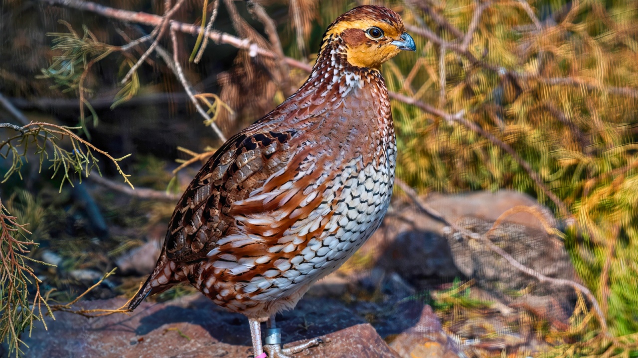 A small button quail stands on a shaded forest rock, its speckled plumage blending with the dappled light and dry leaves.