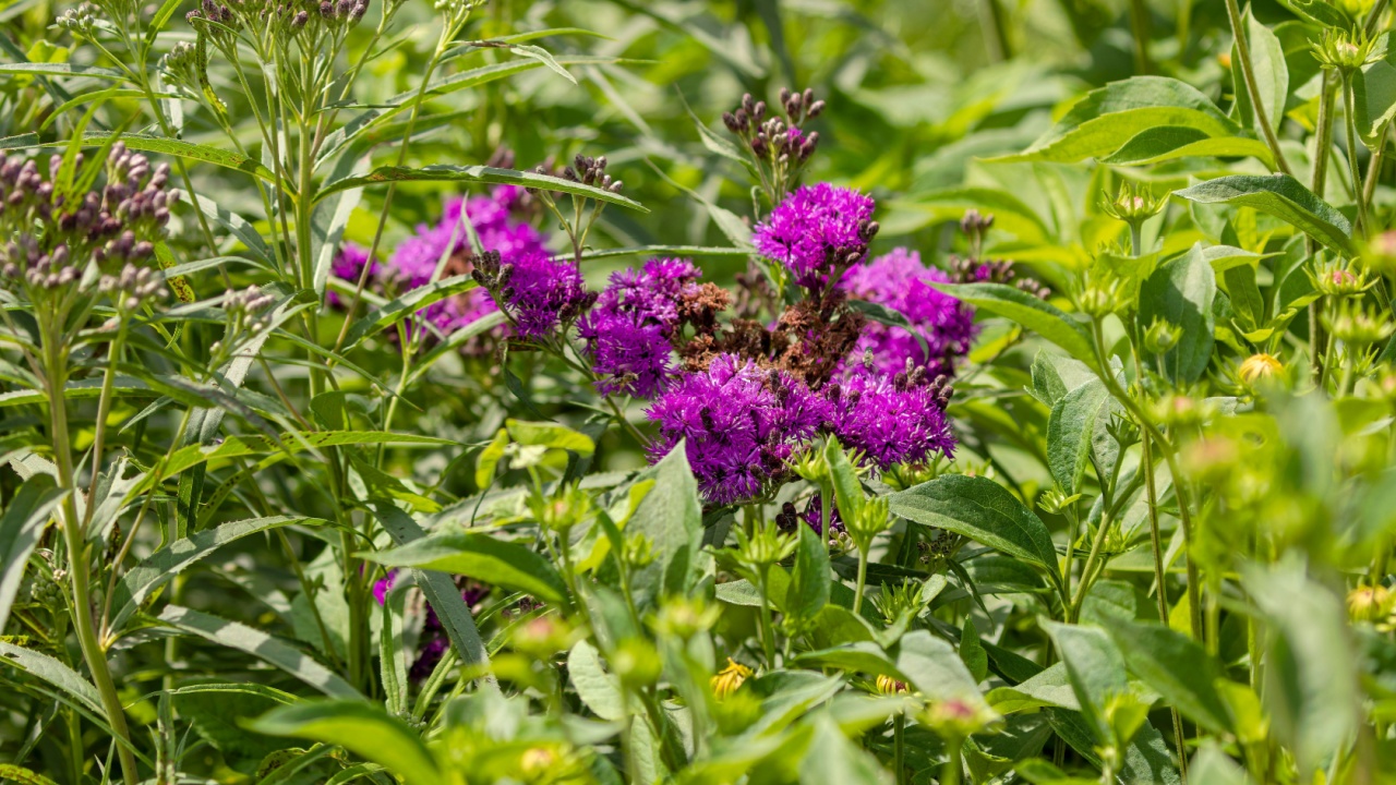 Close-up of purple ironweed (Vernonia) flowers blooming among green foliage in summer. Bright sunlight enhances color contrast and natural detail in a wild meadow setting.