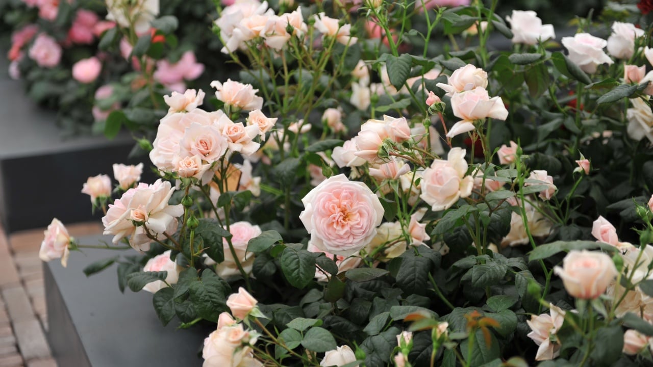 Light pink English Hybrid Tea rose (Rosa) The Elton John AIDS Foundation Rose blooms on an exhibition in May