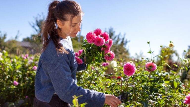 Woman gardener picking fresh pink dahlias flowers in autumnal garden. Farmer harvested bouquet of blooms in fall field. Cut flower business