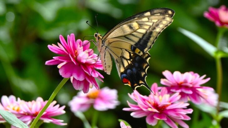 14 Plants That Attract Butterflies to the Yard Like Magic