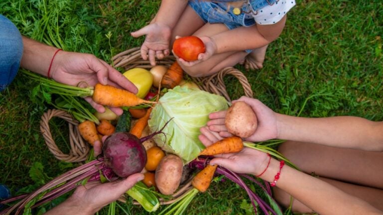 A family harvests vegetables in the garden.