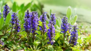Ajuga, Bugleherb or Bugleweed (Ajuga reptans) in the spring garden