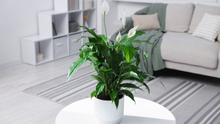 Beautiful spathiphyllum (peace lily) houseplant with flowers on table at home