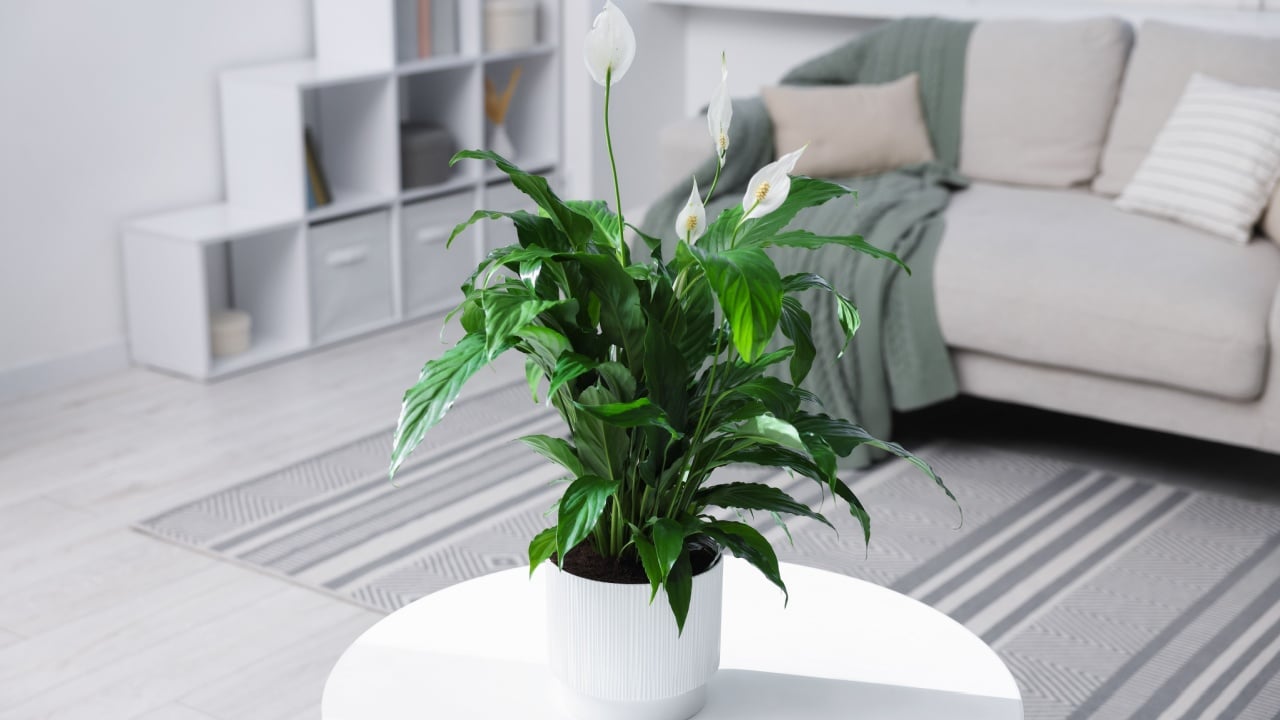 Beautiful spathiphyllum (peace lily) houseplant with flowers on table at home
