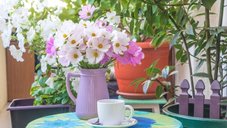 White cup of coffee or tea, bouquet of white and pink cosmos flowers on a table in a patio