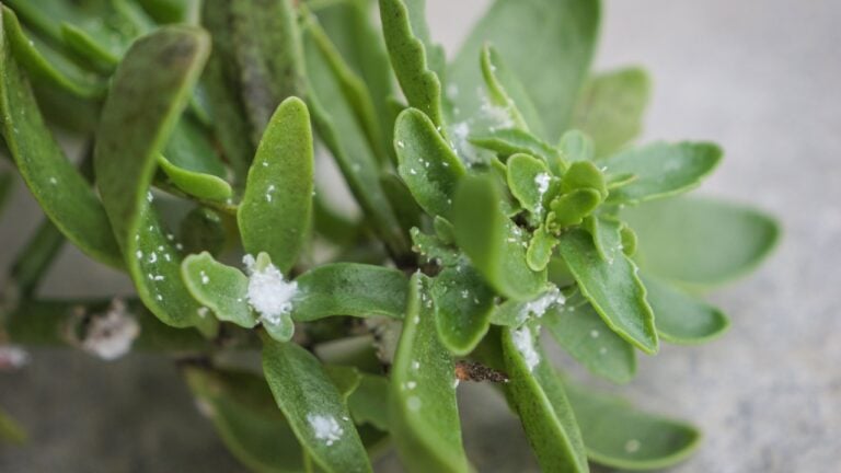 CLOSE UP, DOF: Several white, woolly mealybugs scattered across fleshy succulent leaves. Early stages of plant parasite infestation, showing distinct contrast between pests and deep green foliage.