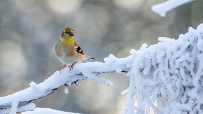 American Goldfinch stands on a snowy branch.
