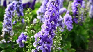 colorful Delphinium or Candle Delphinium or English Larkspur or Tall Larkspur flowers blooming in the garden