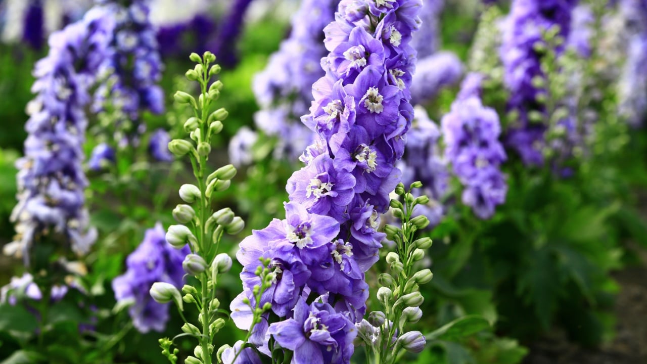 colorful Delphinium or Candle Delphinium or English Larkspur or Tall Larkspur flowers blooming in the garden