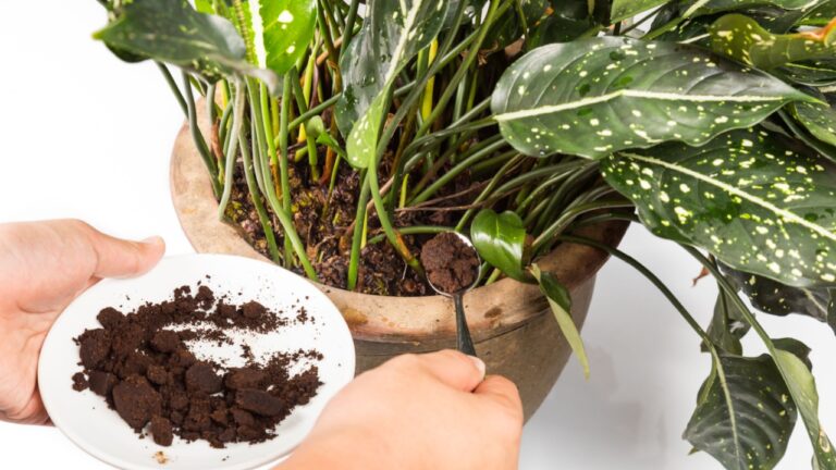 Spent grounded coffee applied onto potted plant as natural fertilizer