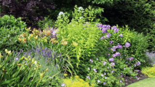 perennial flowers in the yard lavender peonies