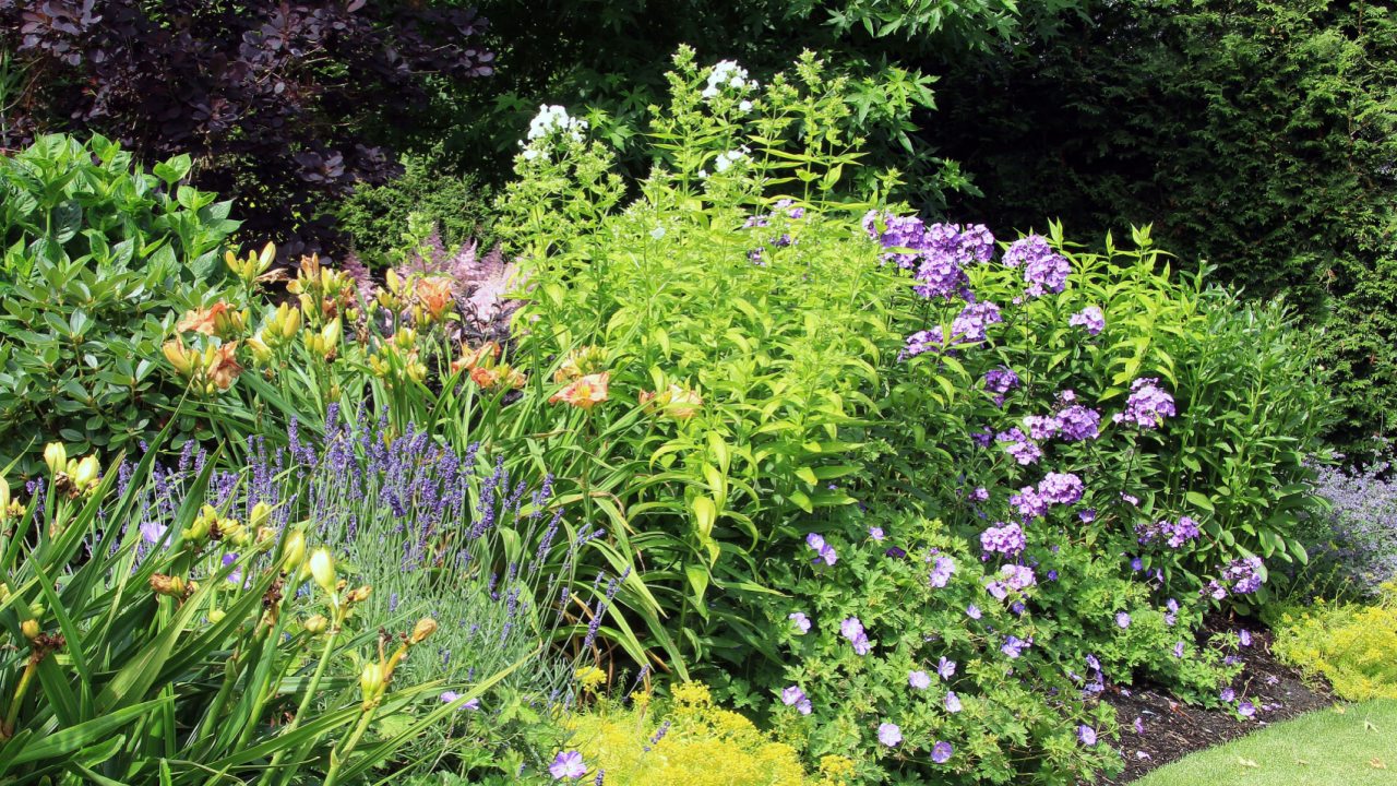 perennial flowers in the yard lavender peonies
