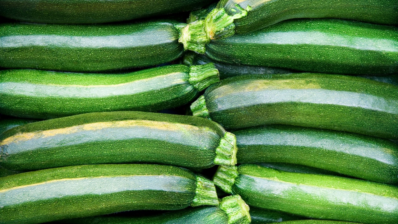 Fresh cropped green Zucchini